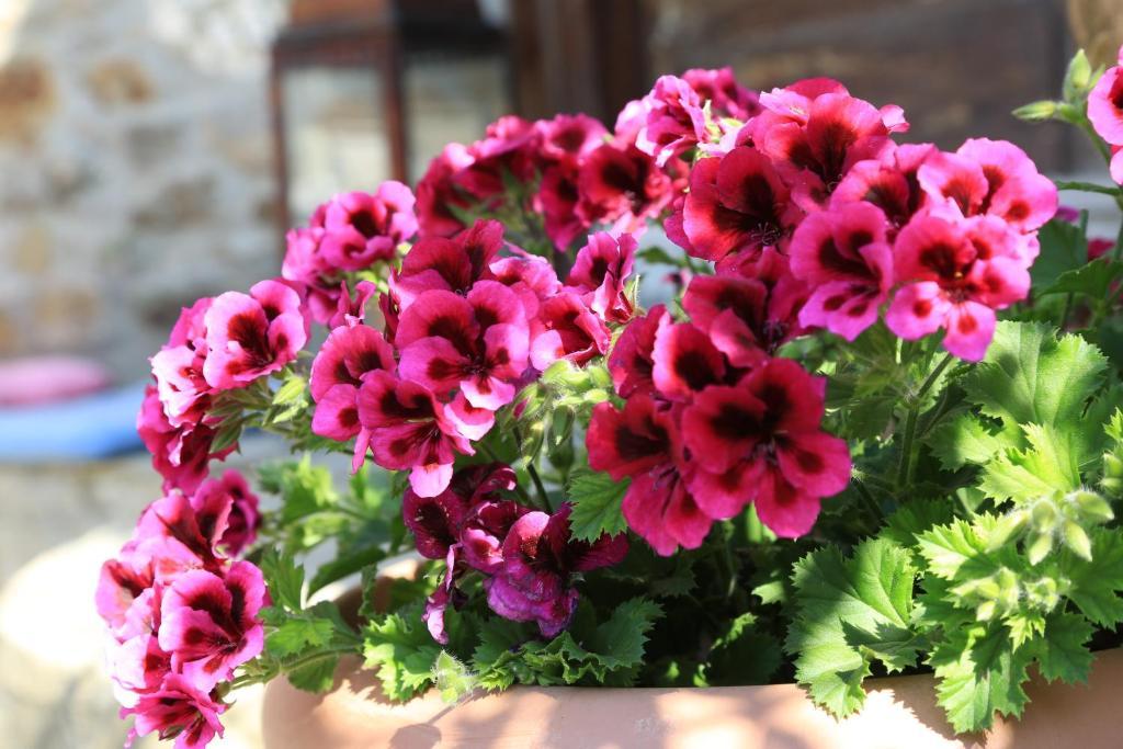 Terrace Houses Sirince Selcuk ห้อง รูปภาพ